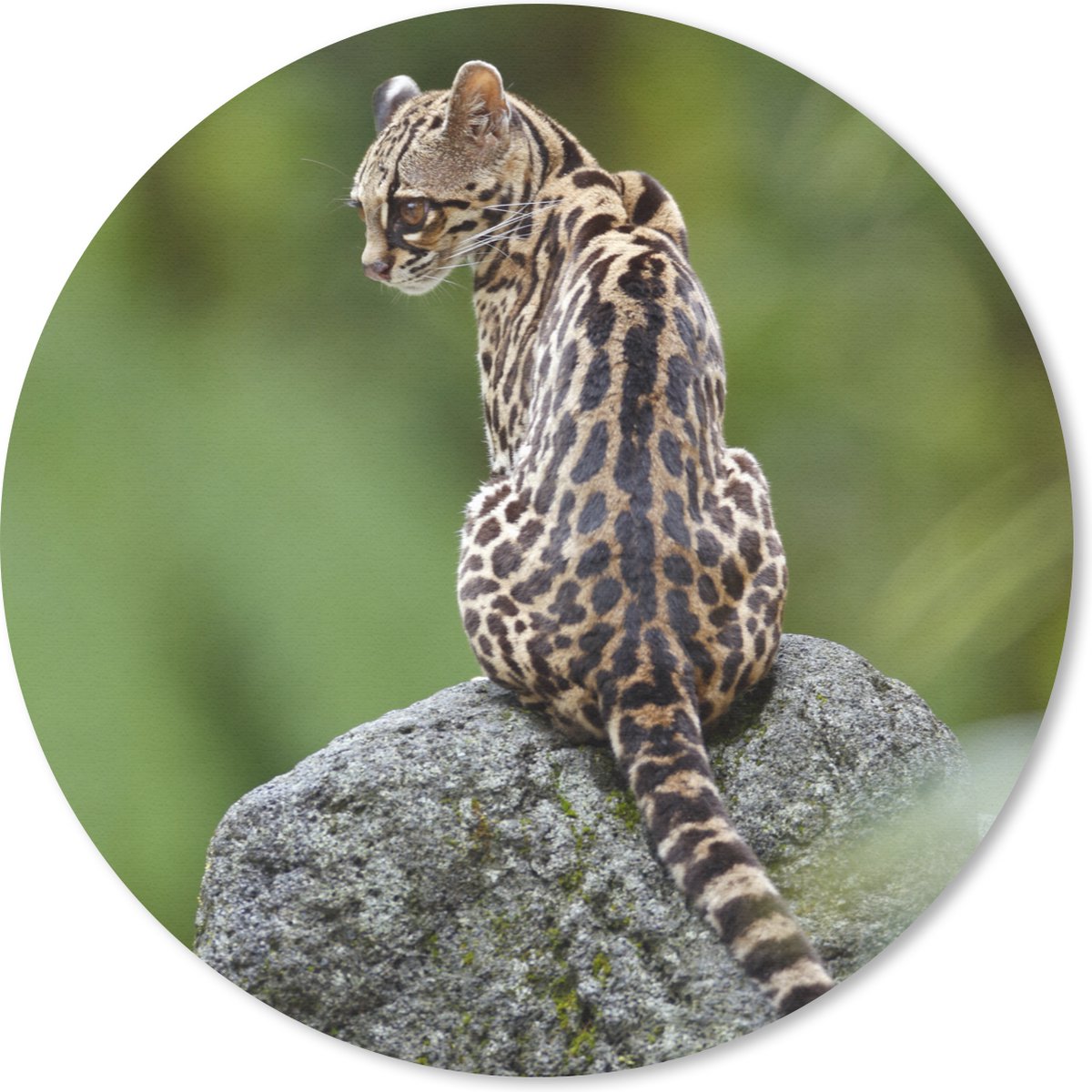 Muismat rond 30x30 cm - Mousepad Boomkat op steen - Ronde muismatten