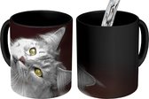 Magische Mok - Foto op Warmte Mok - Wit met grijze Maine Coon kat - 350 ML - Uitdeelcadeautjes