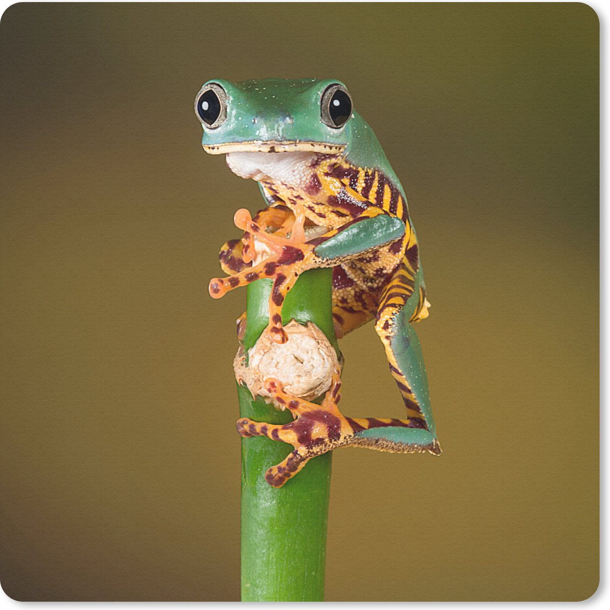 Muismat 20x20 cm - Mousepad Kikker op groene plant van dichtbij - Muismatten