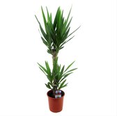Bol.com Plant in a Box - Yucca Elephantipes - Stevige kamerpalm - Gemakkelijke kamerplant - Pot 17cm - Hoogte 70-80cm aanbieding