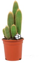 Trybes multi | Cactus