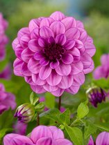 8x Dahlia 'Bluetiful' - BULBi® bloembollen en planten met bloeigarantie