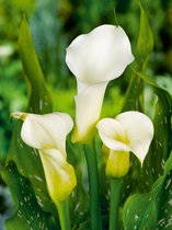20x Calla 'Zantedeschia elegant swan' - BULBi® bloembollen en planten met bloeigarantie