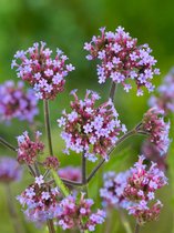 12x Vaste planten 'Verbena bonariensis' - BULBi® bloembollen en planten met bloeigarantie