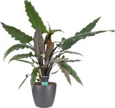 Alocasia Lauterbachiana met Elho brussels antraciet