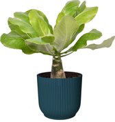 Brighamia insignis ‘Hawaii Palm’  in ELHO ® Vibes Fold Rond (diepblauw) ↨ 35cm - hoge kwaliteit planten