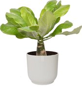 Brighamia insignis ‘Hawaii Palm’  in ELHO ® Vibes Fold Rond (zijdewit) ↨ 35cm - hoge kwaliteit planten