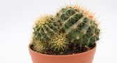 Ikhebeencactus | Ferocactus Alamosanus | bolcactus | 17cm schaal
