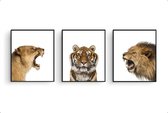 Schilderij  Set 3 Safari leeuw tijger leeuwin brul - Gekleurd / Jungle / Safari / 50x40cm