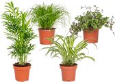 Huisdiervriendelijk Mix - Met Cyperus, Chlorophytum, Chamaedorea & Callisia - Set van 4 - Kamerplant - Plant voor binnen - ⌀12 cm