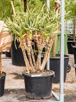 Aloe Ramosissima 100 cm kamerplant