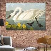 Wandkleed Witte zwaan van John James Audubon
