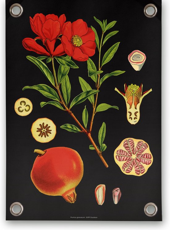 Villa Madelief Tuinposter botanisch granaatappel - 50x70cm - Vinyl - Tuindecoratie - Schuttingposter - Tuindoek - Buitenposter voor in de tuin - Waterafstotend - Botanische Collectie