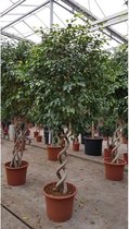 Ficus 'Exotica' - Speciale stammen 250-270cm - Dubbele spiraal