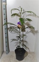 Albizia julibrissin - Perzische Slaapboom 100-120cm