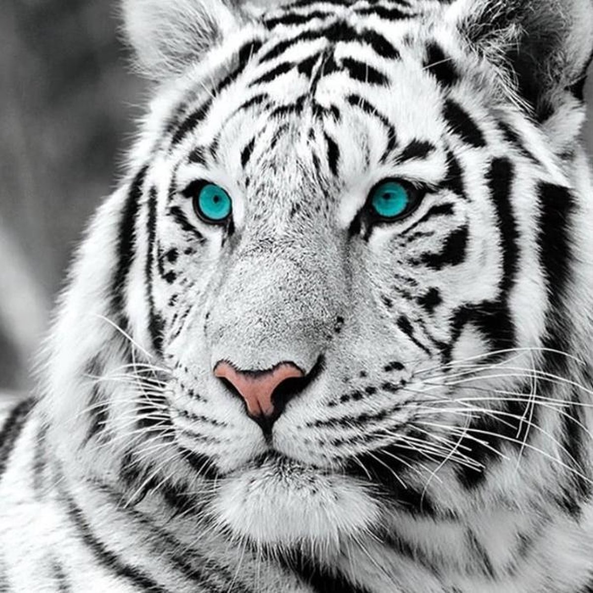 Diamond Painting Package Adultes Image Yeux Bleus De Tigre