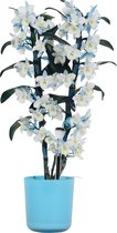 Orchidee van Botanicly – Bamboe Orchidee incl. sierpot blauw als set – Hoogte: 50 cm, 2 takken, wit-blauwe bloemen – Dendrobium Make Upz Blue