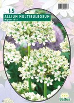 3 stuks Allium Nigrum Multibubosum per 15 bloembollen Baltus