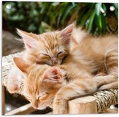 Tuinposter – Bruine Katjes op Stoel  - 50x50cm Foto op Tuinposter  (wanddecoratie voor buiten en binnen)