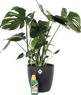 Monstera Deliciosa Struik - kamerplant - Gatenplant - met Elho sierpot en Pokon