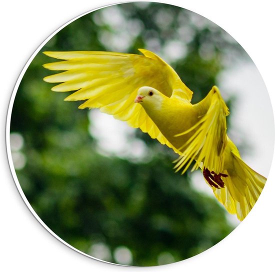 Forex Wandcirkel - Gele Vliegende Vogel - 20x20cm Foto op Wandcirkel (met ophangsysteem)