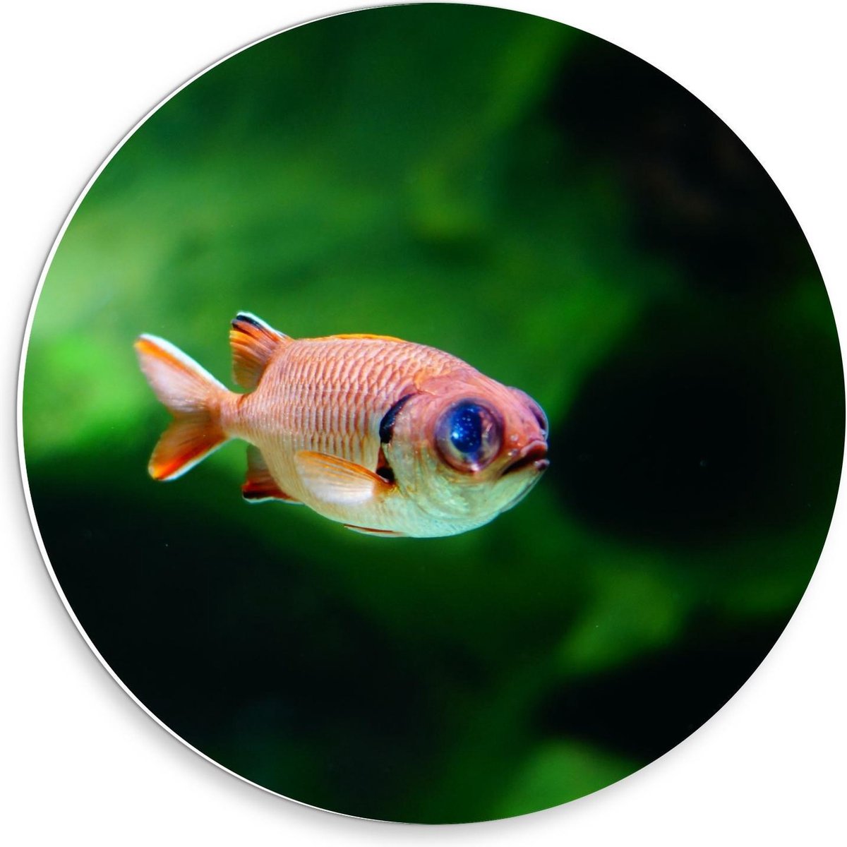 KuijsFotoprint - Schilderij - Rode Vis In Aquarium - Groen En Rood - 30 X 30 Cm