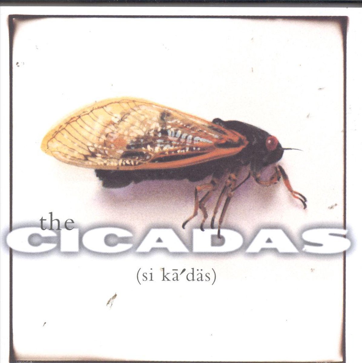Cicadas