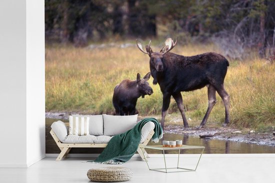 Papier peint photo peint vinyle - Elk avec son petit dans l'eau largeur 390 cm x hauteur 260 cm - Tirage photo sur papier peint (disponible en 7 tailles)