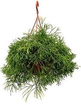 Rhipsalis Clavata | Koraalcactus