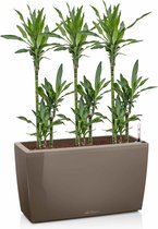 Dracaena Janet Lind in watergevende Cararo taupe | Drakenbloedboom