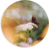 Forex Wandcirkel - Bruine Vlinder op de Bloemen - 90x90cm Foto op Wandcirkel (met ophangsysteem)