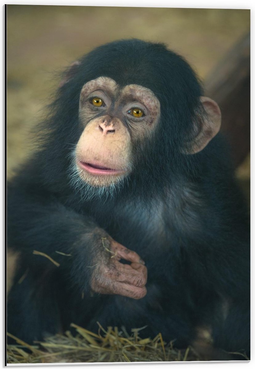 Dibond - Chimpansee Baby - 40x60cm Foto op Aluminium (Met Ophangsysteem)