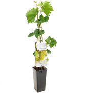 Witte  druif - Vitis vinifera Bianca - druivenplant - druivenstruik - hoogte 60 cm - potmaat Ø11cm