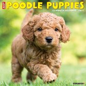 Just Poodle Puppies 2021 Calendar