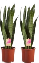 Hellogreen Kamerplanten - Set van 2 - Sanseveria Vrouwentong Zeylanica - ↕ 65 cm