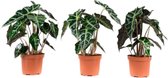 Hellogreen Kamerplanten - Set van 3 - Alocasia Polly Skeletplant - 30 cm