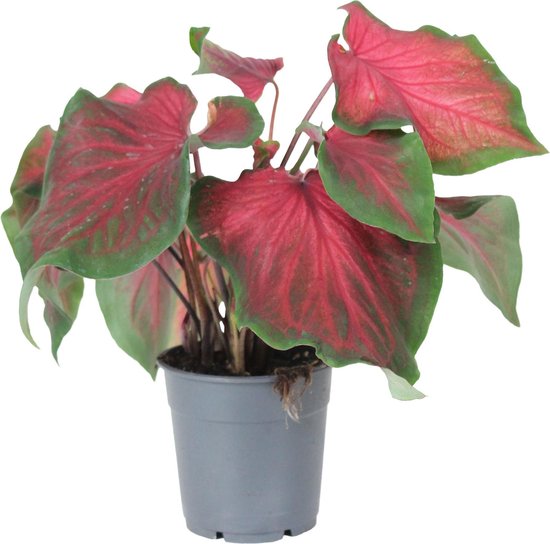 Caladium bicolor „Red Ruffles“- Rode Caladium Plant - Luchtzuiverende - ↑... |