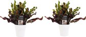 Kamerplanten van Botanicly – 2 × Croton incl. sierpot wit als set – Hoogte: 35 cm – Codiaeum variegatum Mammi