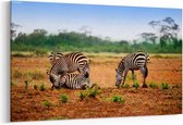 Schilderij - Zebras herd — 100x70 cm