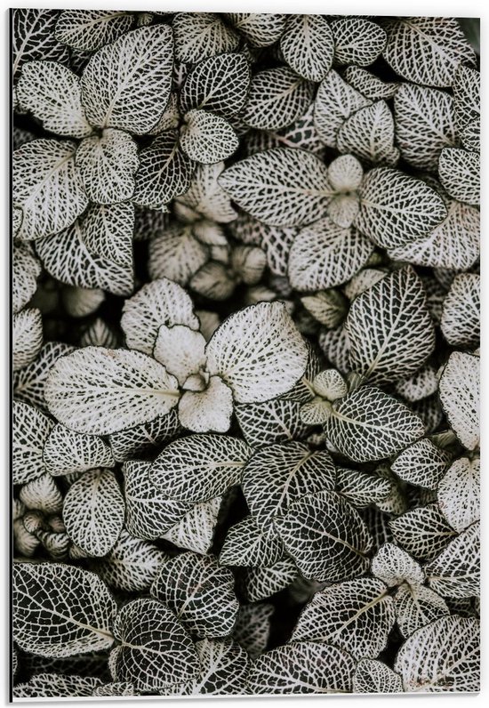 Dibond - Blaadjes van Planten - 40x60cm Foto op Aluminium (Wanddecoratie van metaal)