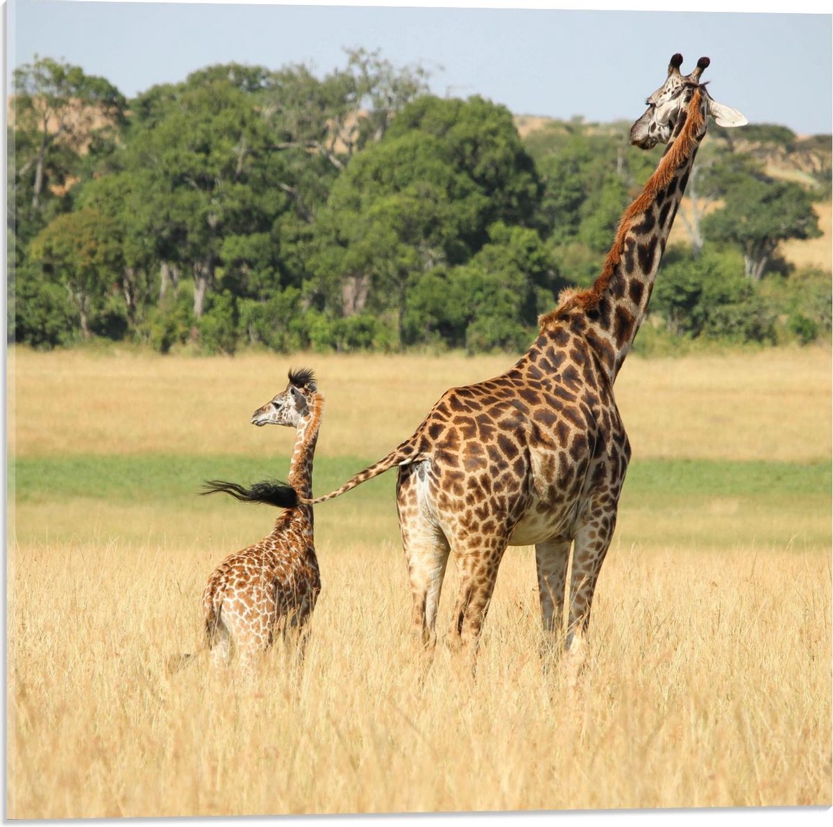 Acrylglas - Giraffe met Baby - 50x50cm Foto op Acrylglas (Wanddecoratie op Acrylglas)