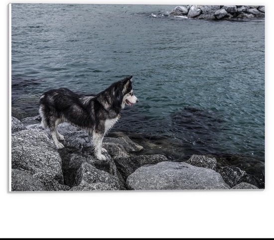 Forex - Hond op Rotsen bij het Water - 40x30cm Foto op Forex