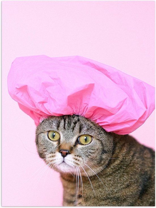 Affiche – Chat avec bonnet de bain rose - Photo 30x40cm sur papier poster |  bol