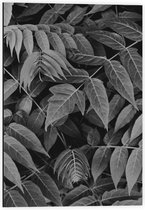 Dibond - Bladeren (zwart/wit) - 40x60cm Foto op Aluminium (Wanddecoratie van metaal)