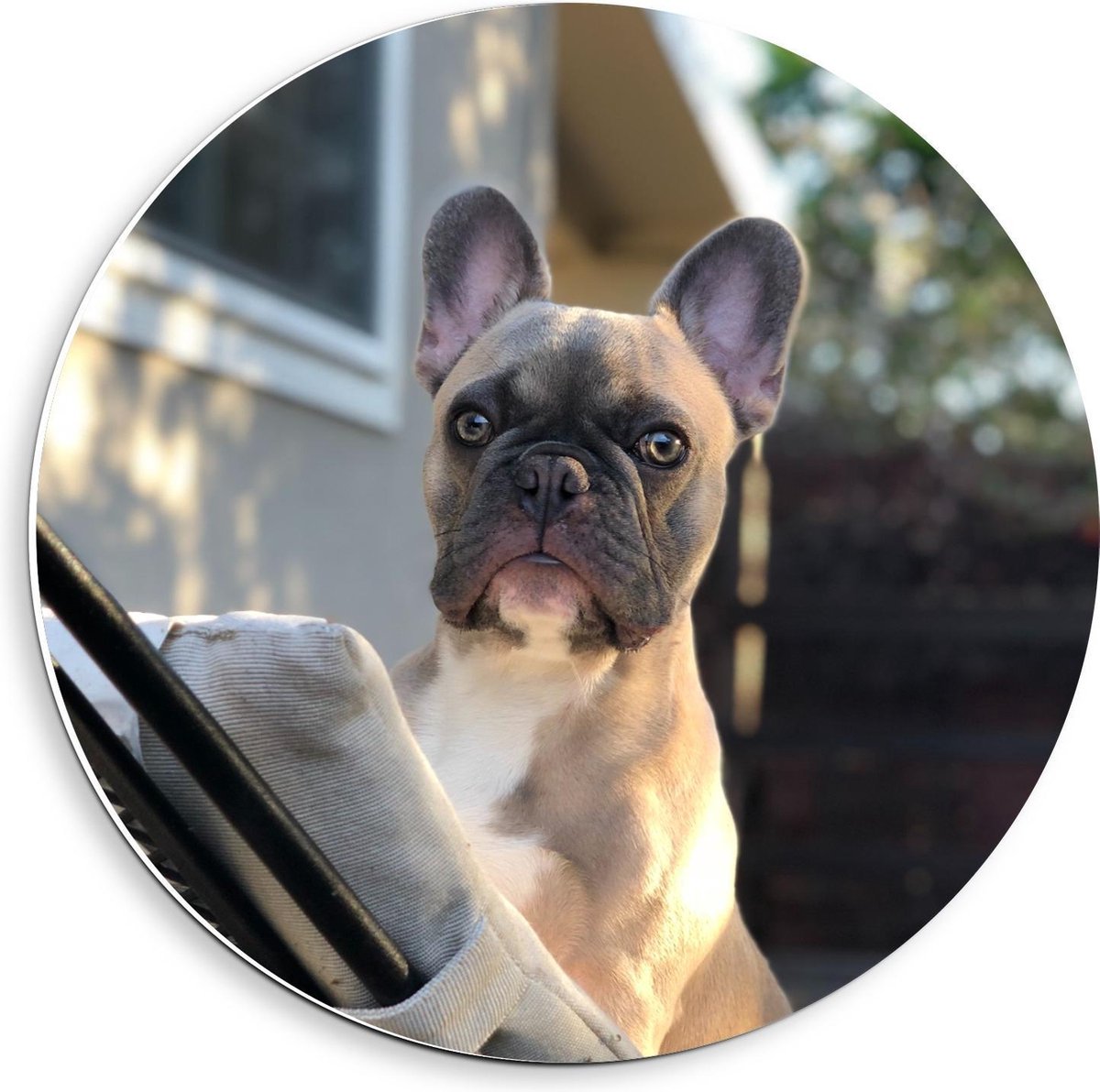 Forex Wandcirkel - Klein Hondje op Tuinstoel - 40x40cm Foto op Wandcirkel (met ophangsyste