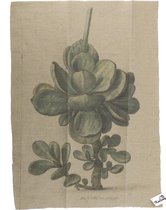 Shabby cloth plant