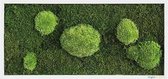Stylegreen Verticale tuin - Forest & Pole moss - 57 x 27cm