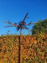 Dakprunus - Prunus cerasifera Nigra | Kruisdak | omtrek: 10-14 cm | Hoogte: 250 cm