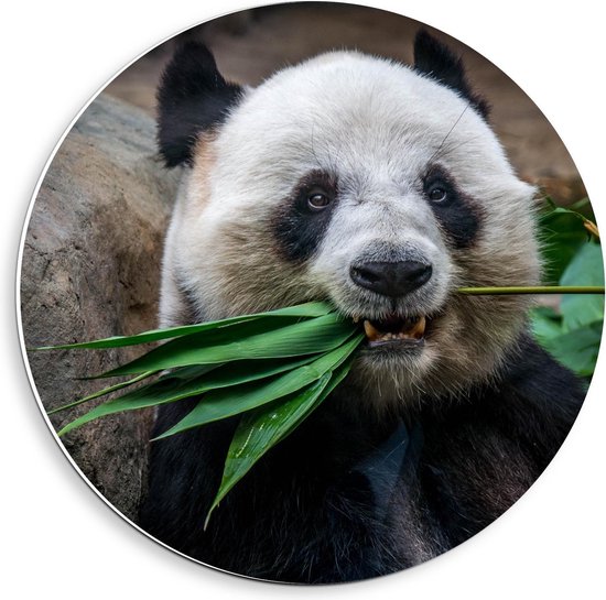 Forex Wandcirkel - Etende Panda - 40x40cm Foto op Wandcirkel (met ophangsysteem)