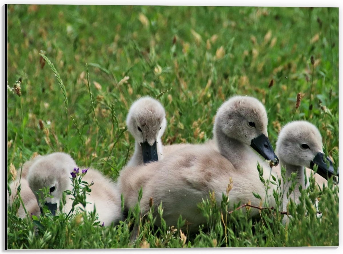 Dibond - Baby Eendjes in het Gras - 40x30cm Foto op Aluminium (Wanddecoratie van metaal)